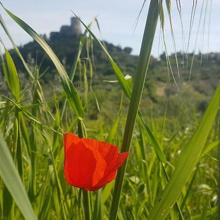 La Casina Di Nonna Giulia Apartment Castiglione dʼOrcia Екстериор снимка