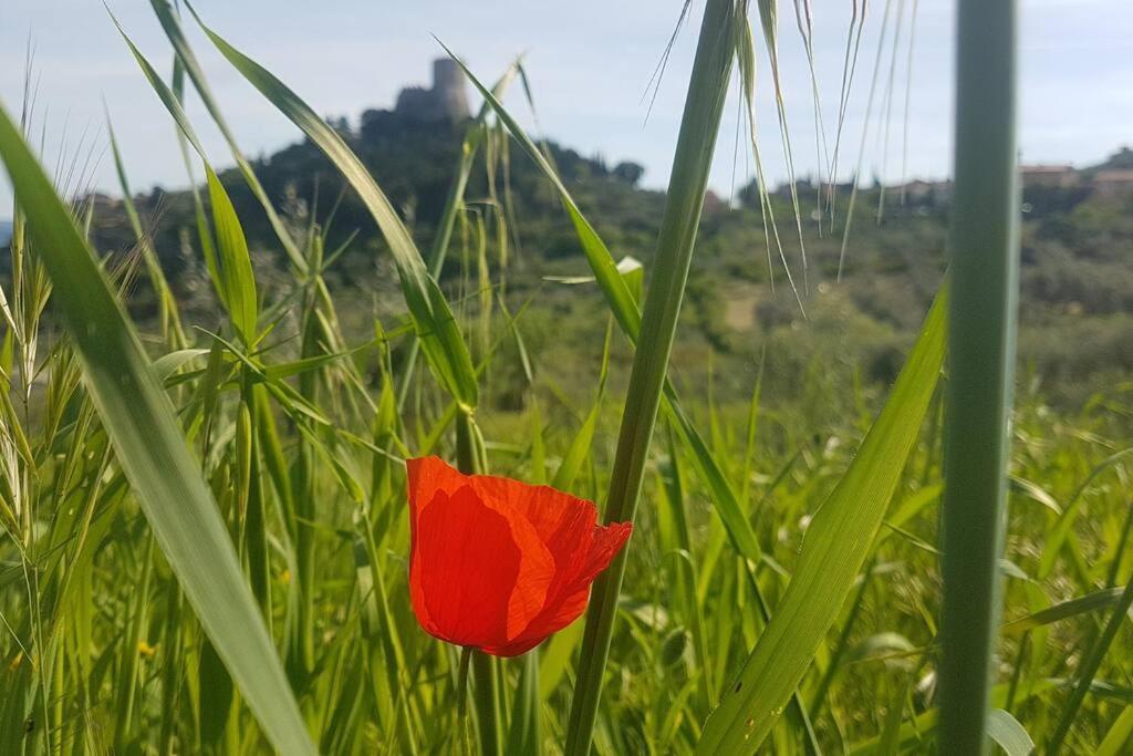 La Casina Di Nonna Giulia Apartment Castiglione dʼOrcia Екстериор снимка